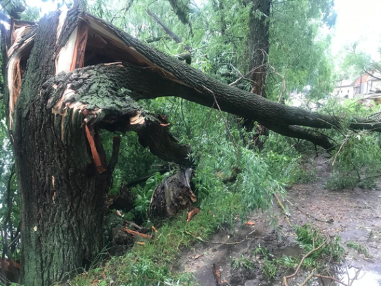 В Саратове дерево упало на людей, погибли женщина и ребенок