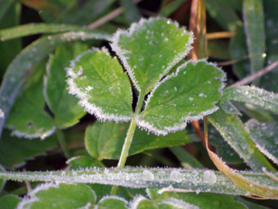 «Мощное вторжение холода»: синоптики пообещали заморозки 11 регионам России