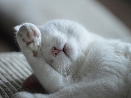 Лишай и глисты: ветеринар рассказала, чем можно заразиться от домашних кошек